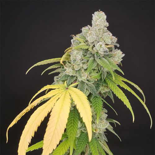 Banana Gushers Feminized Cannabis Seeds by Old School Genetics