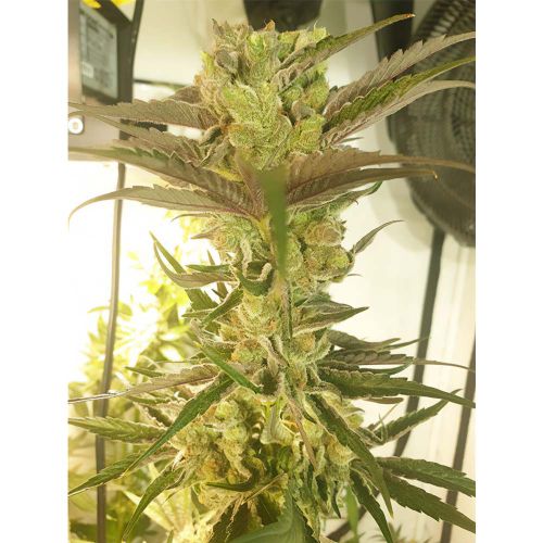 Banana Jelly'z Female Weed Seeds by Zmoothiez 