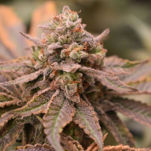 Banana Jungle Feminized Cannabis Seeds by Old School Genetics