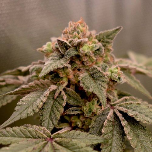 Banana Kush Mints Feminized Cannabis Seeds by Old School Genetics