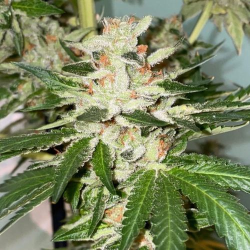 Banana Loaf Female Cannabis Seeds by The Plug Seedbank