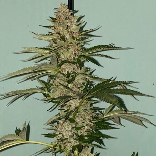 Banana Loaf Female Cannabis Seeds by The Plug Seedbank