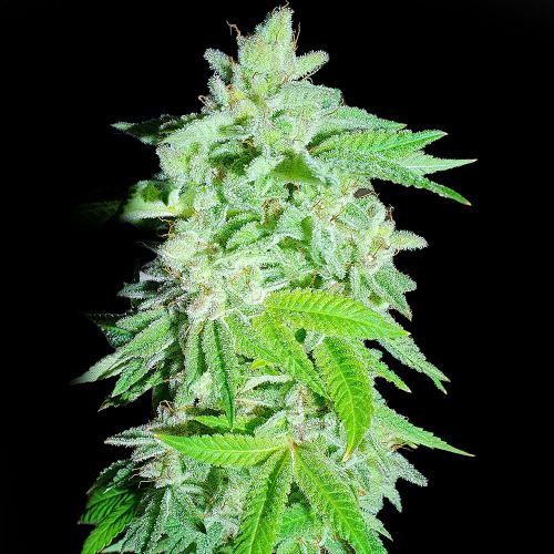 Banana Oreoz Feminized Cannabis Seeds by Holy Smoke Seeds