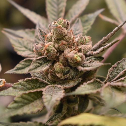 Banana Runtz Feminized Cannabis Seeds by Old School Genetics 