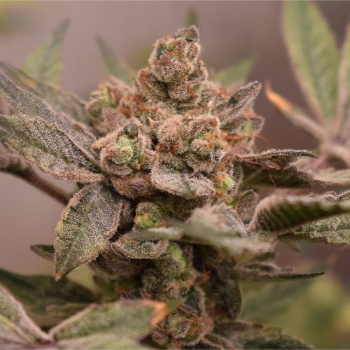 Banana Runtz Feminized Cannabis Seeds by Old School Genetics 