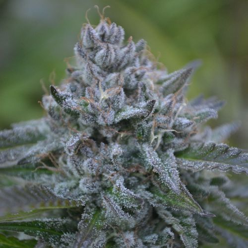 Banana Z Cannabis Seeds by Terp Hogz