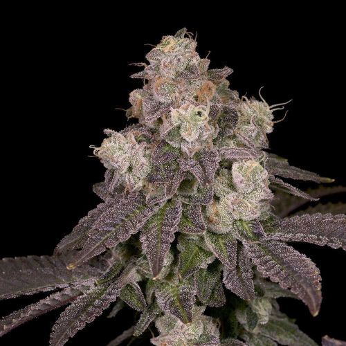 Moonbow 112 IX Regular Cannabis Seeds Archive Seed Bank