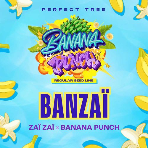 BANZAÏ Regular Cannabis Seeds by Perfect Tree