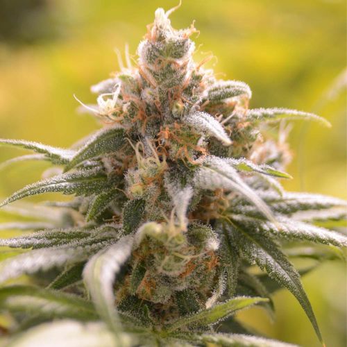 Barbara Bud Female Cannabis Seeds by House Of The Great Gardener