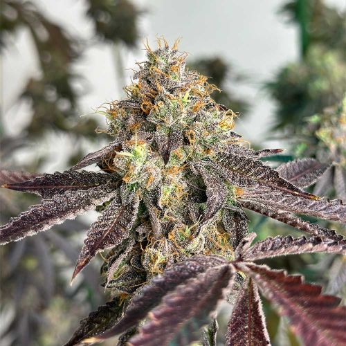 Basil Smash Feminized Cannabis Seeds The Plug Seedbank 