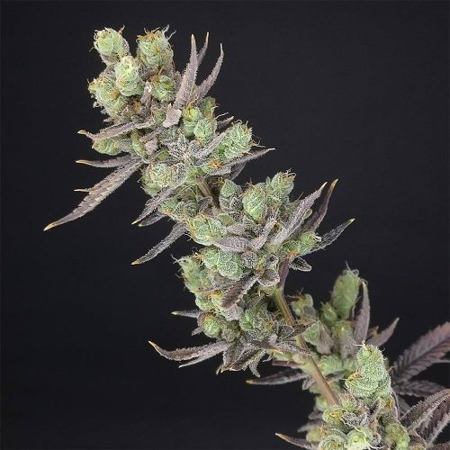 Big Banana Skunk Feminized Cannabis Seeds by Old School Genetics