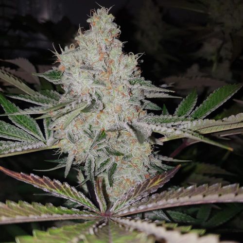 Space Invader Female Cannabis Seeds by Original Big Buddha Family Farm