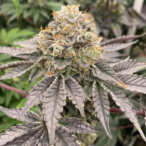 Biker 41 Feminized Cannabis Seeds by Karma Genetics