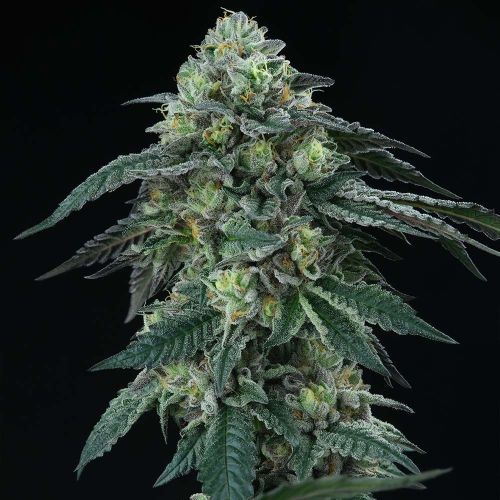 Bingsu Regular Cannabis Seeds by Perfect Tree Seeds