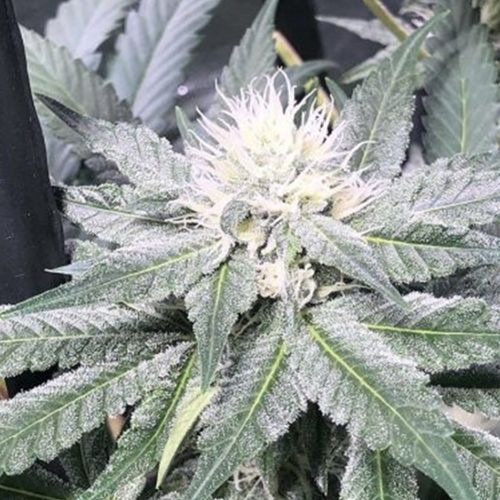 Biscotti Gelato Regular Cannabis Seeds by Cannarado Genetics 