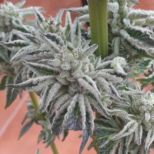 Biscotti x Off Road Regular Cannabis Seeds by The Original Big Buddha Family Farms 