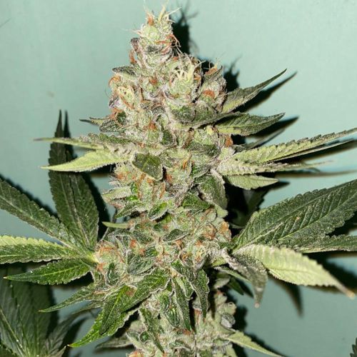 Biscotti 2.0 Female Cannabis Seeds by The Plug Seedbank