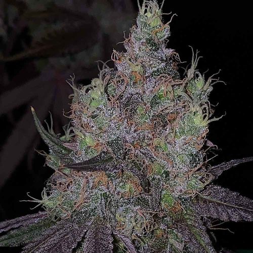 Bruntz Female Cannabis Seeds by The Plug Seedbank