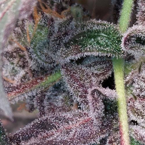 Bizcocho Female Weed Seeds by Grounded Genetics 