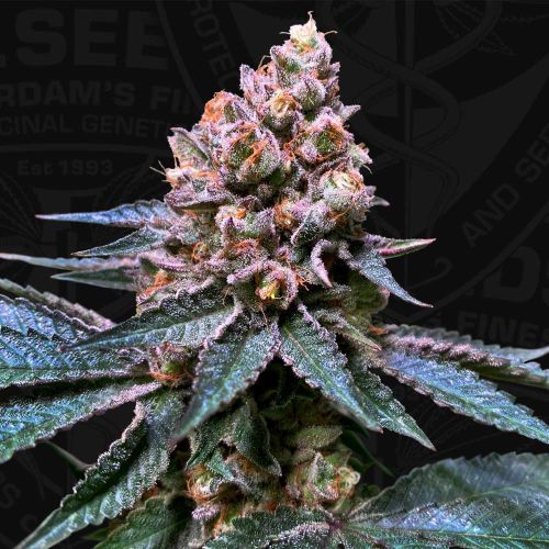 Black Apple Hitchcock Female Cannabis Seeds by T.H.Seeds