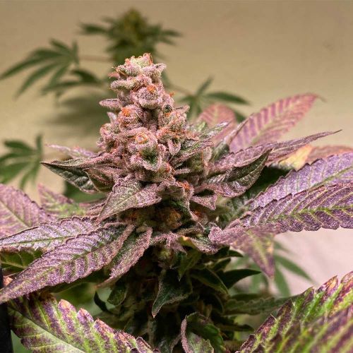 Black Apple Hitchcock Female Cannabis Seeds by T.H.Seeds