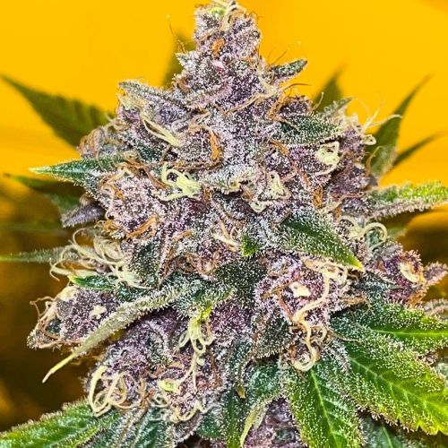 Black Cherries Feminized Cannabis Seeds by Old School Genetics