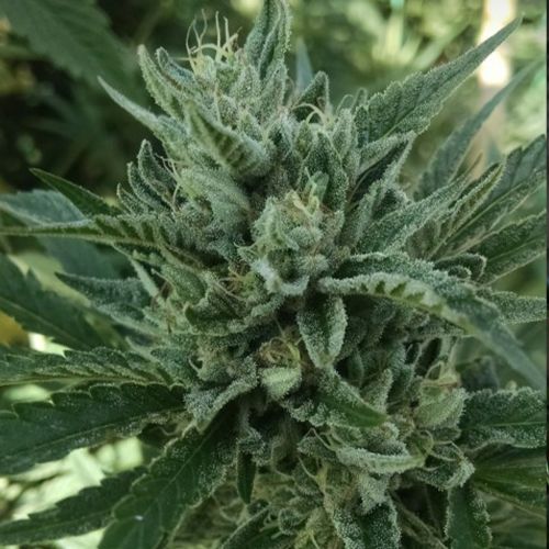Black Hog Regular Cannabis Seeds by Plantinum Seeds - Terp Hogz 