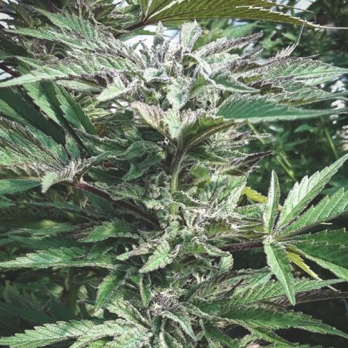 Black Rainbow Regular Cannabis Seeds by Masonrie