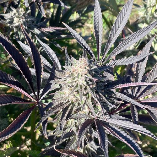 Jaguar Negro Regular Cannabis Seeds by Black Tuna Seeds