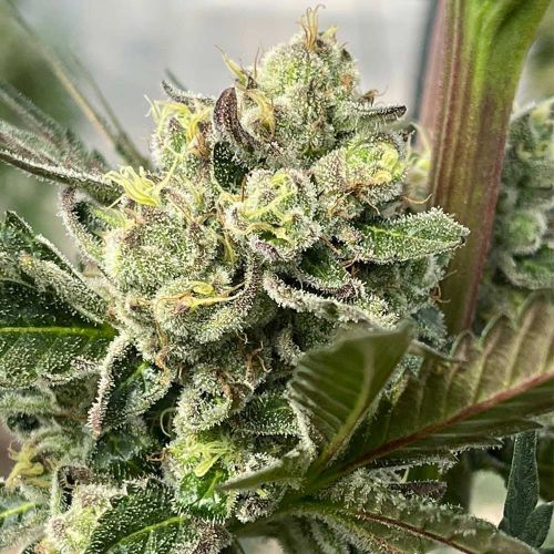 Kid Pambele Feminized Cannabis Seeds by Black Tuna Seeds