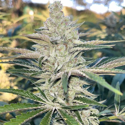 K.O. Feminized Cannabis Seeds by Black Tuna Seeds