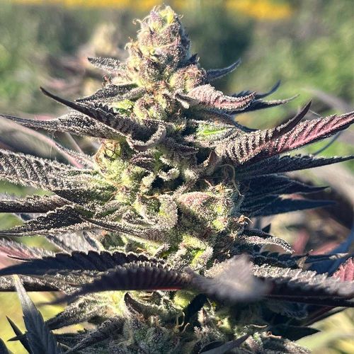 Limonada De Mango F2 Feminized Cannabis Seeds by Black Tuna Seeds