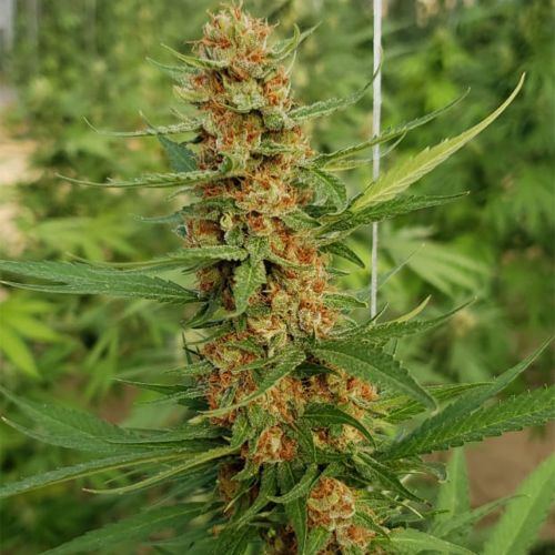 Raspao Regular Cannabis Seeds by Black Tuna Seeds