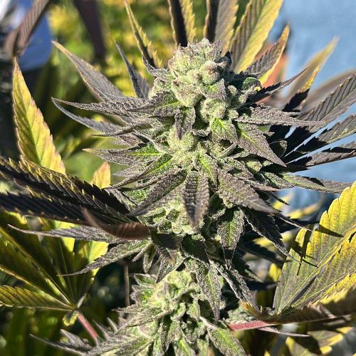 Samarian Sunset Feminized Cannabis Seeds by Black Tuna Seeds