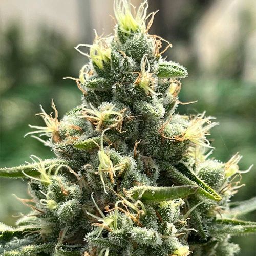 Zinfandel Feminized Cannabis Seeds by Black Tuna Seeds