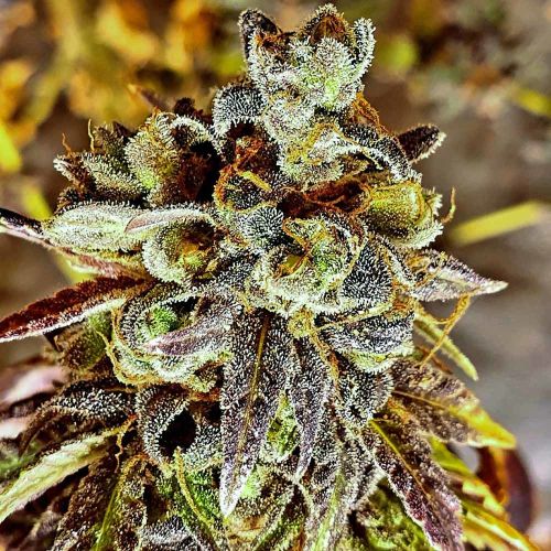 Black Cherry Cake Feminised Cannabis Seeds by Holy Smoke Seeds 