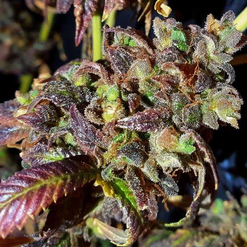 Black Cherry Cake Feminised Cannabis Seeds by Holy Smoke Seeds 