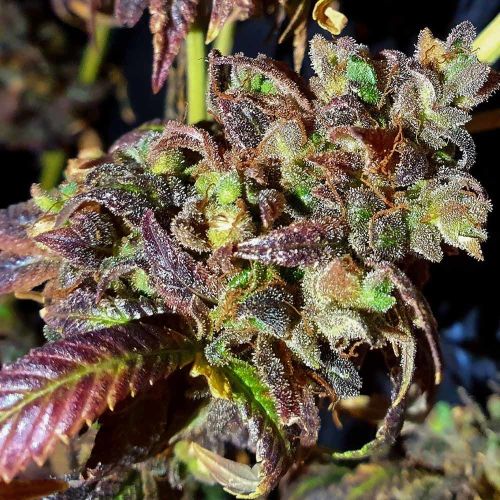 Black Cherry Cake Feminised Cannabis Seeds by Holy Smoke Seeds 