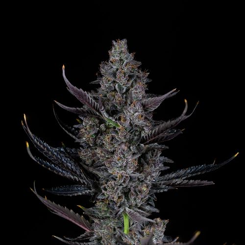 Bling Blaow Feminized Cannabis Seeds by Compound Genetics