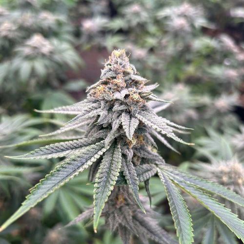 Blood Diamonds 2.0 Feminized Cannabis Seeds Conscious Genetics