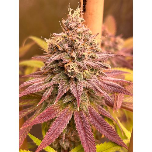 Blood Diamonds Female Cannabis Seeds by Conscious Genetics 