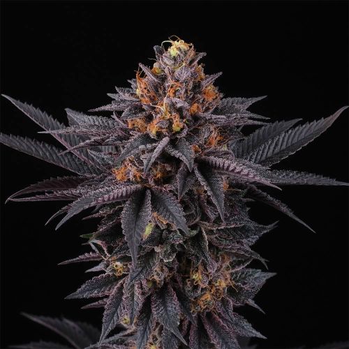 Bloody Kumbawa Regular Cannabis Seeds by Perfect Tree