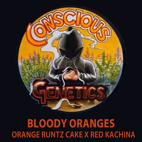 Bloody Oranges Female Cannabis Seeds by Conscious Genetics 