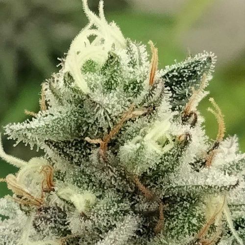 Blowrange Female Weed Seeds by Grateful Seeds