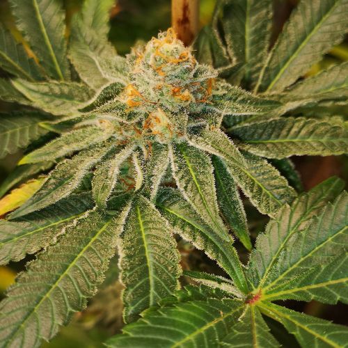 Blue D#5 Regular Cannabis Seeds by Old School Genetics