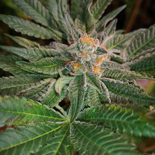 Blue D#5 Female Cannabis Seeds by Old School Genetics