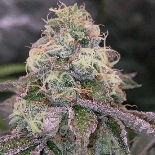 Blue Fizz Female Weed Seeds by Grounded Genetics 