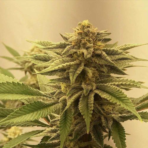 Blue Gak Regular Cannabis Seeds by Hella Seed Co