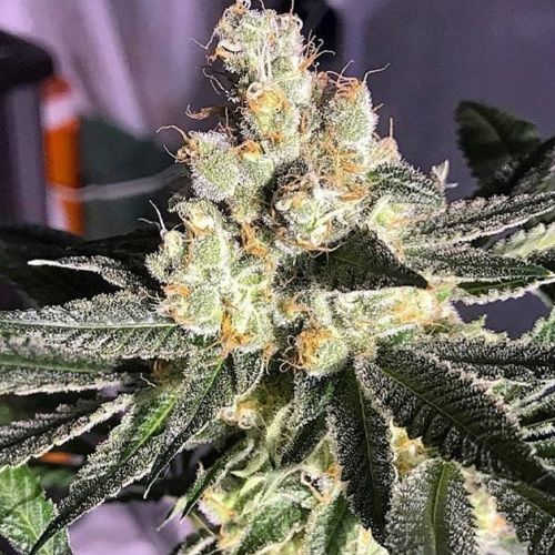 Blue Grape Fuel Regular Cannabis Seeds by Old School Genetics 