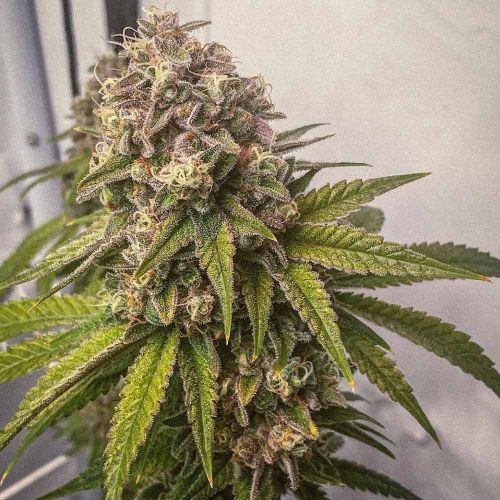 Blue Kachina Female Weed Seeds by Conscious Genetics 